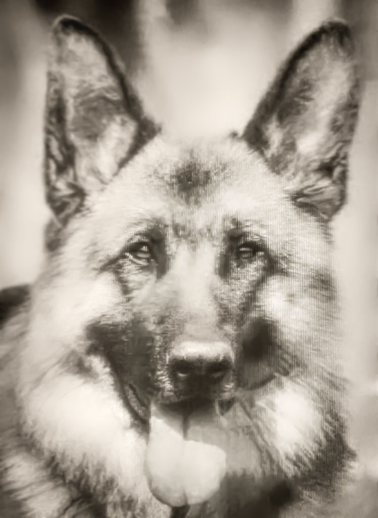 Prince-16x5 - Close-up of a dog's face.