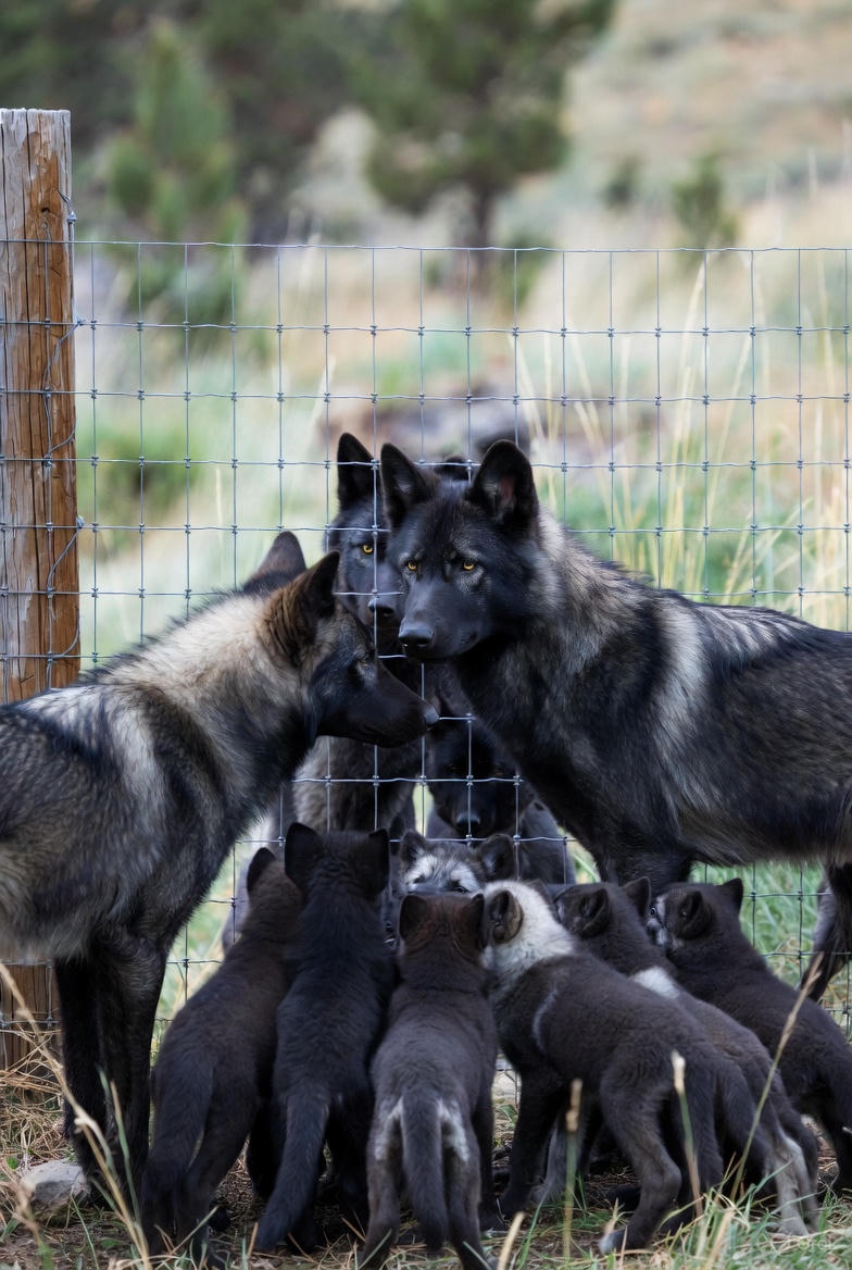 DohReyMe&theKitties3-ch12