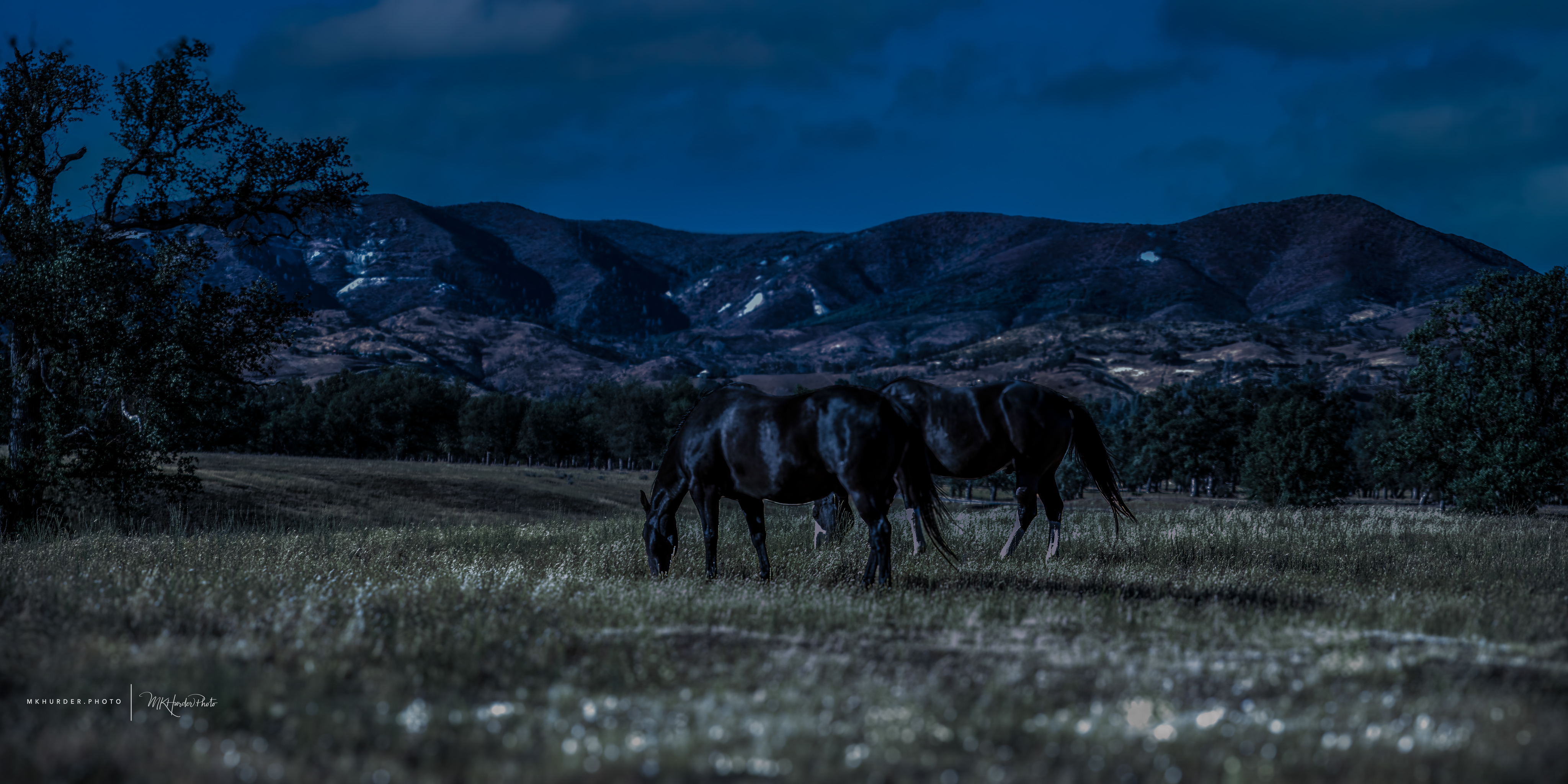 Wild Horses